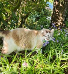 Lost Male Cat last seen Bothell Everett Highway, Seattle hill Road, Mays Pond, 35th or 180th st mill creek., Bothell, WA 98012