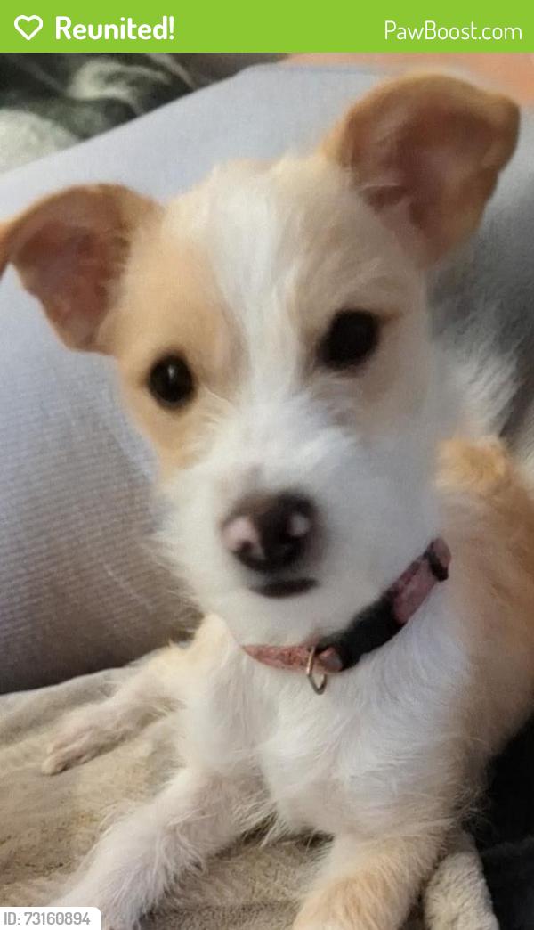 Reunited Female Dog last seen Holiday village, Greeley, CO 80631