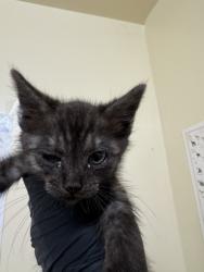 Shelter Stray Female Cat last seen LASSEN ST, 1950 Stevenson Blvd, Fremont, CA 94538, USA