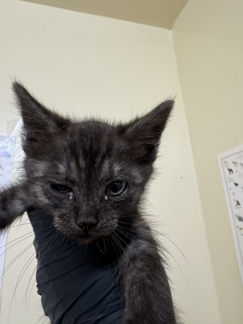 Shelter Stray Female Cat last seen LASSEN ST, 1950 Stevenson Blvd, Fremont, CA 94538, USA