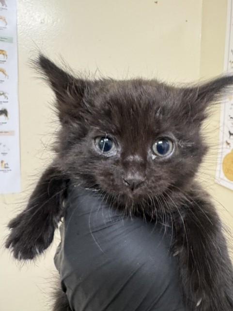 Shelter Stray Female Cat last seen LASSEN ST, 1950 Stevenson Blvd, Fremont, CA 94538, USA