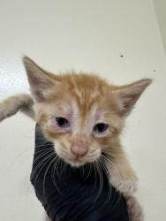 Shelter Stray Male Cat last seen LASSEN ST, 1950 Stevenson Blvd, Fremont, CA 94538, USA