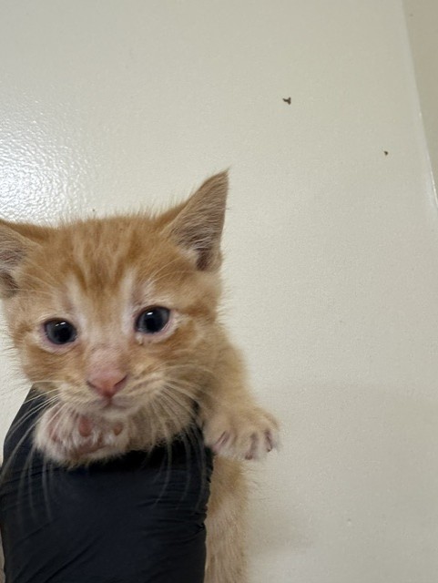 Shelter Stray Male Cat last seen LASSEN ST, 1950 Stevenson Blvd, Fremont, CA 94538, USA
