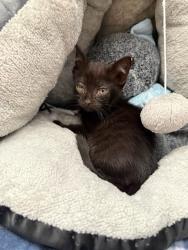 Shelter Stray Female Cat last seen CASSIO CIR, 1950 Stevenson Blvd, Fremont, CA 94538, USA