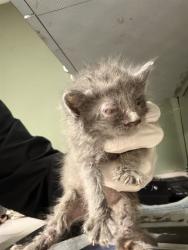 Shelter Stray Male Cat last seen Near BLOCK PURDOM DR, 2020 Forest St, Jacksonville, FL 32204, USA
