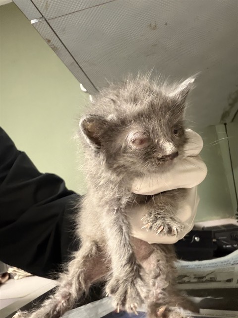 Shelter Stray Male Cat last seen Near BLOCK PURDOM DR, 2020 Forest St, Jacksonville, FL 32204, USA