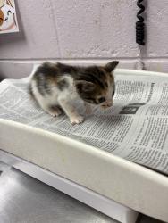 Shelter Stray Female Cat last seen DISTANT MOON CT, 2020 Forest St, Jacksonville, FL 32204, USA