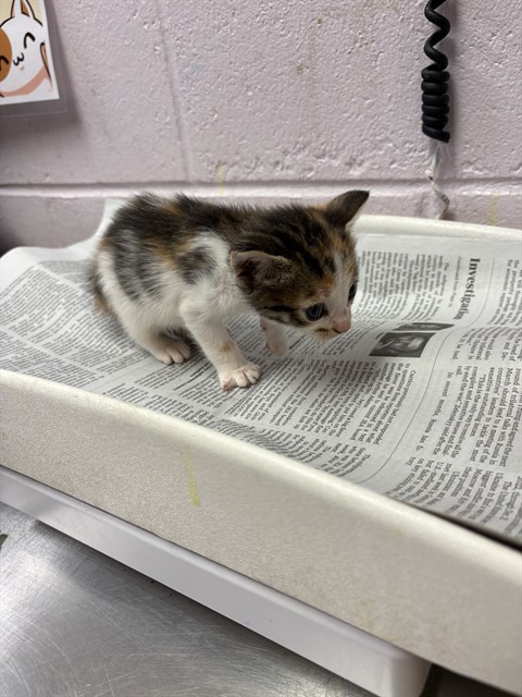Shelter Stray Female Cat last seen DISTANT MOON CT, 2020 Forest St, Jacksonville, FL 32204, USA