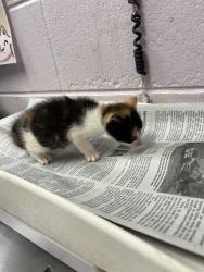 Shelter Stray Female Cat last seen DISTANT MOON CT, 2020 Forest St, Jacksonville, FL 32204, USA