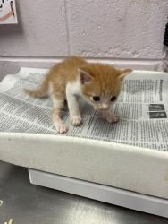 Shelter Stray Male Cat last seen DISTANT MOON CT, 2020 Forest St, Jacksonville, FL 32204, USA