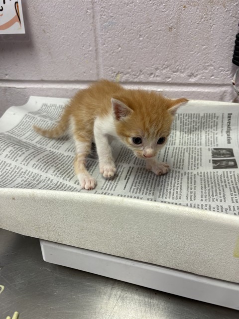 Shelter Stray Male Cat last seen DISTANT MOON CT, 2020 Forest St, Jacksonville, FL 32204, USA