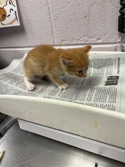 Shelter Stray Male Cat last seen DISTANT MOON CT, 2020 Forest St, Jacksonville, FL 32204, USA