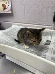Shelter Stray Female Cat last seen DISTANT MOON CT, 2020 Forest St, Jacksonville, FL 32204, USA