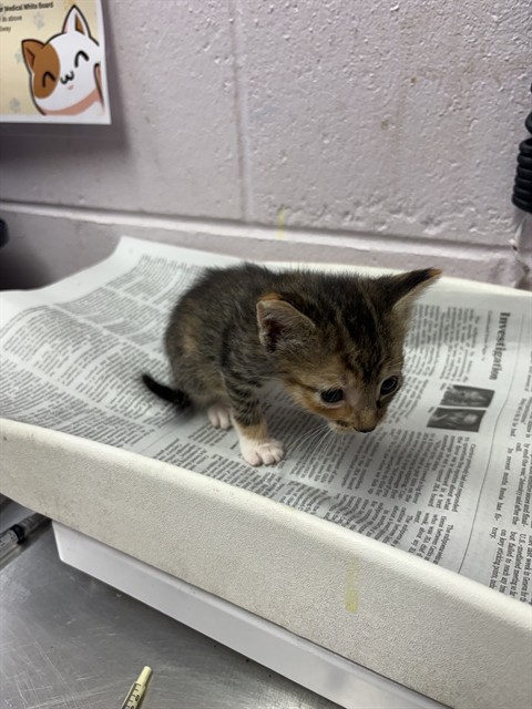 Shelter Stray Female Cat last seen DISTANT MOON CT, 2020 Forest St, Jacksonville, FL 32204, USA