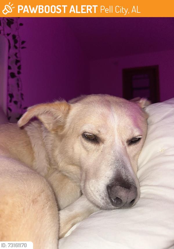 Found/Stray Female Dog last seen By Royal Sausage, Pell City, AL 35128