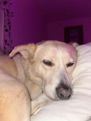 Found/Stray Female Dog last seen By Royal Sausage, Pell City, AL 35128