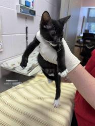 Shelter Stray Female Cat last seen Near BLOCK EDISON AVE, 2020 Forest St, Jacksonville, FL 32204, USA