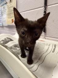 Shelter Stray Male Cat last seen Near BLOCK EDISON AVE, 2020 Forest St, Jacksonville, FL 32204, USA