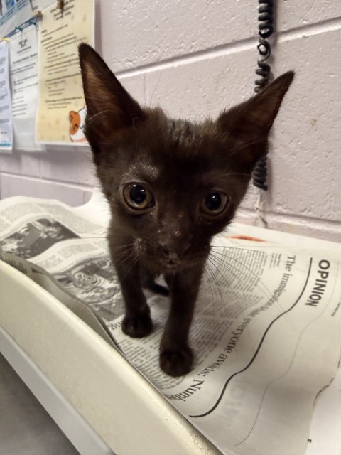 Shelter Stray Male Cat last seen Near BLOCK EDISON AVE, 2020 Forest St, Jacksonville, FL 32204, USA