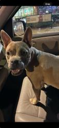 Found/Stray Female Dog last seen PCH and Normandie, Los Angeles, CA 90710