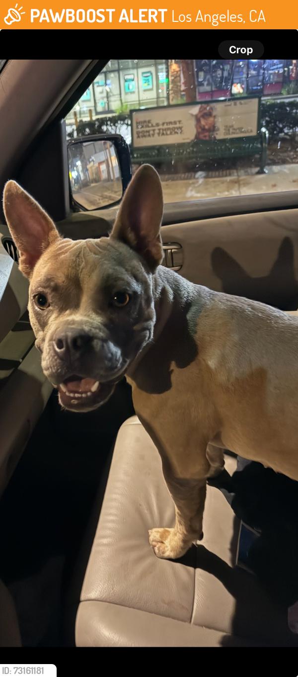 Found/Stray Female Dog last seen PCH and Normandie, Los Angeles, CA 90710