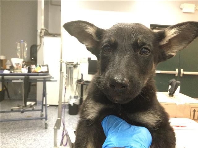 Shelter Stray Female Dog last seen RIZA/ LIME ST, 72050 Pet Land Pl, Thousand Palms, CA 92276, USA