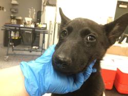 Shelter Stray Female Dog last seen RIZA/ LIME ST, 72050 Pet Land Pl, Thousand Palms, CA 92276, USA