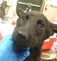 Shelter Stray Female Dog last seen RIZA/ LIME ST, 72050 Pet Land Pl, Thousand Palms, CA 92276, USA