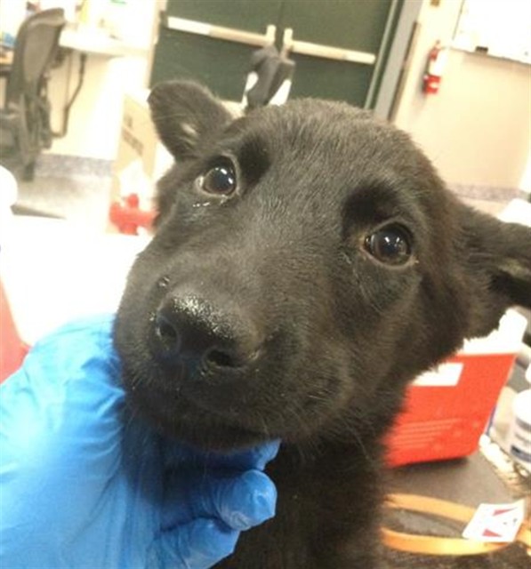 Shelter Stray Female Dog last seen RIZA/ LIME ST, 72050 Pet Land Pl, Thousand Palms, CA 92276, USA