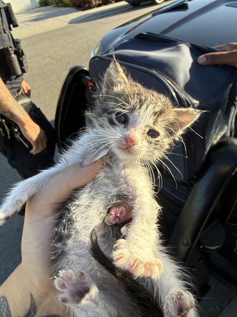 Shelter Stray Male Cat last seen Near BLOCK HOAD LN BAKERSFIELD,CA, 201 S Mt Vernon Ave, Bakersfield, CA 93307, USA