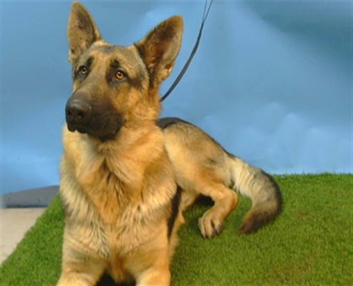 Shelter Stray Male Dog last seen , 216 W Victoria St, Gardena, CA 90248, USA