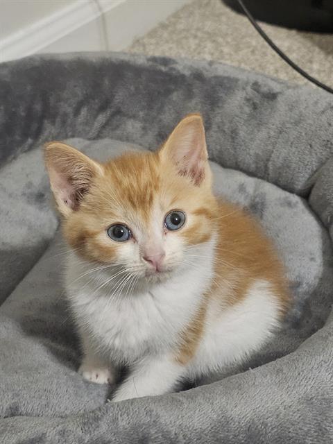 Shelter Stray Female Cat last seen CHARLOTTE, 8315 Byrum Dr, Charlotte, NC 28217, USA