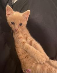 Shelter Stray Male Cat last seen CHARLOTTE, 8315 Byrum Dr, Charlotte, NC 28217, USA