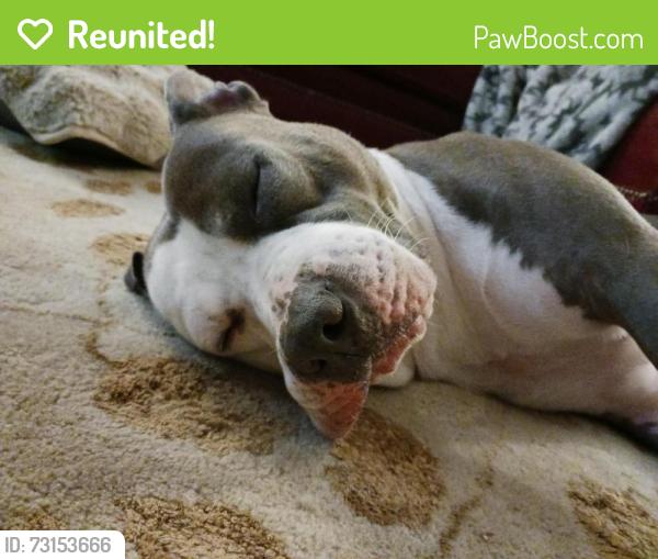 Reunited Male Dog last seen White Ave grandview mo, Grandview, MO 64030