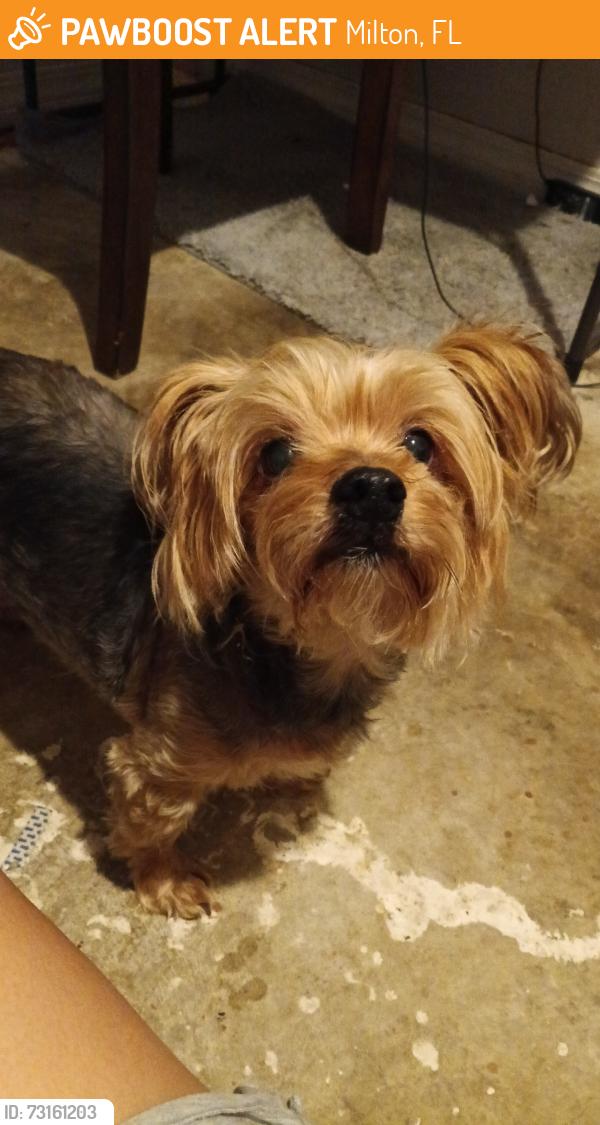 Found/Stray Male Dog last seen Dollar general, Milton, FL 32570