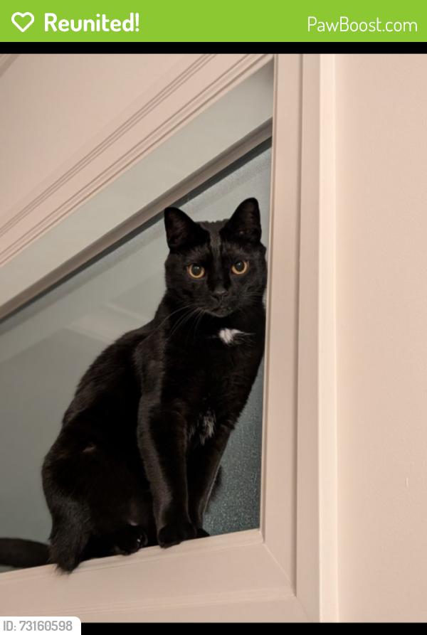Reunited Male Cat last seen 7th Ave between Larch and Trafalgar, Vancouver, BC V6K 1Y9