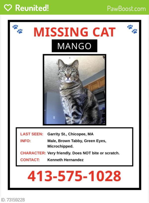 Reunited Male Cat last seen Garrity St, Chicopee, MA 01020