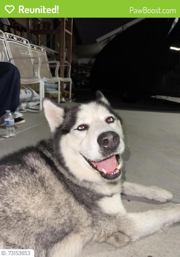 Reunited Male Dog last seen Grove View Road, San Diego, CA 92139