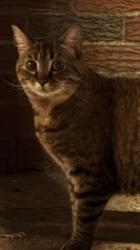 Found/Stray Unknown Cat last seen Bigler Street and Oregon Ave, Philadelphia, PA 19145
