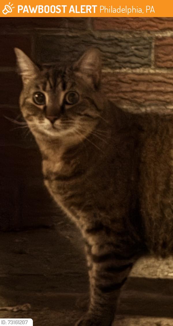 Found/Stray Unknown Cat last seen Bigler Street and Oregon Ave, Philadelphia, PA 19145