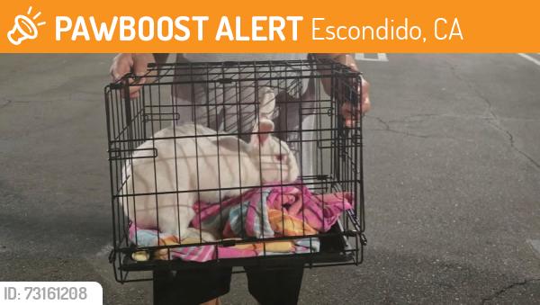 Found/Stray Unknown Rabbit last seen Mission and Centre City, Escondido, CA 92025