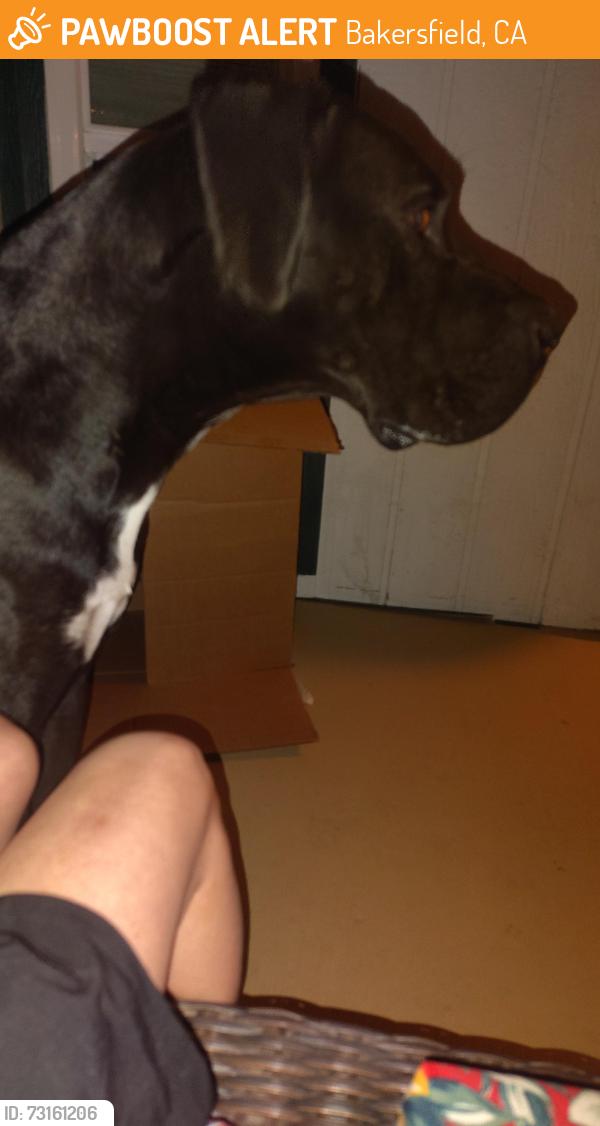 Found/Stray Male Dog last seen Taft hwy and s h st, Bakersfield, CA 93307