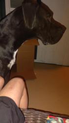 Found/Stray Male Dog last seen Taft hwy and s h st, Bakersfield, CA 93307