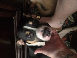 Found/Stray Male Dog last seen Highway 29 Bypass, Anderson SC, Greenville, SC 29615