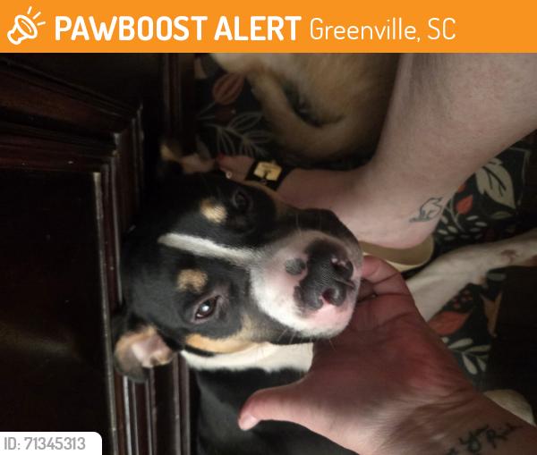 Found/Stray Male Dog last seen Highway 29 Bypass, Anderson SC, Greenville, SC 29615