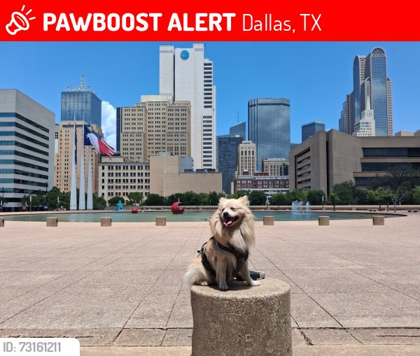 Lost Male Dog last seen Ebj union station, Dallas, TX 75202