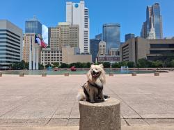 Lost Male Dog last seen Ebj union station, Dallas, TX 75202