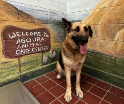 Shelter Stray Female Dog last seen , 29525 Agoura Rd, Agoura Hills, CA 91301, USA