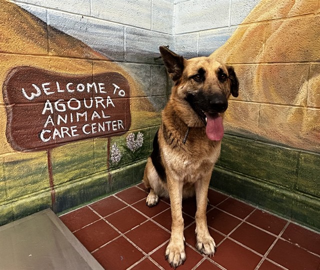 Shelter Stray Female Dog last seen , 29525 Agoura Rd, Agoura Hills, CA 91301, USA
