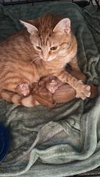Lost Female Cat last seen Westbourne avenue, welbeck road, Walkergate, England NE6 4DH